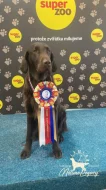 Flat coated retriever