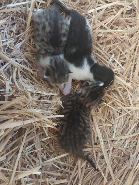 Maciatka na darovanie