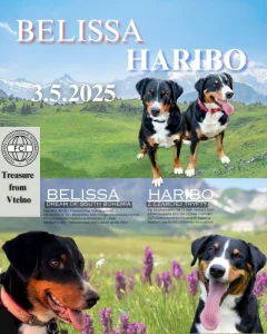 Appenzellský salašnický pes