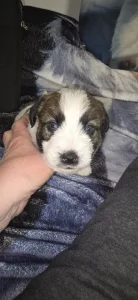Jack Russel Terrier