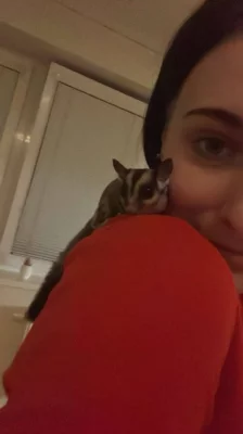 samci