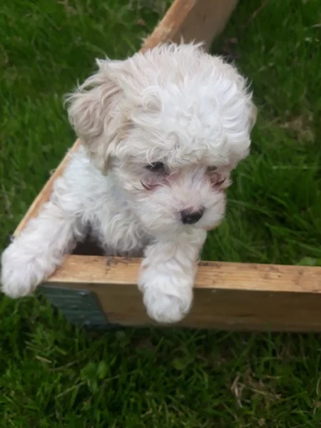 4 měsíční štěnátko pejsek