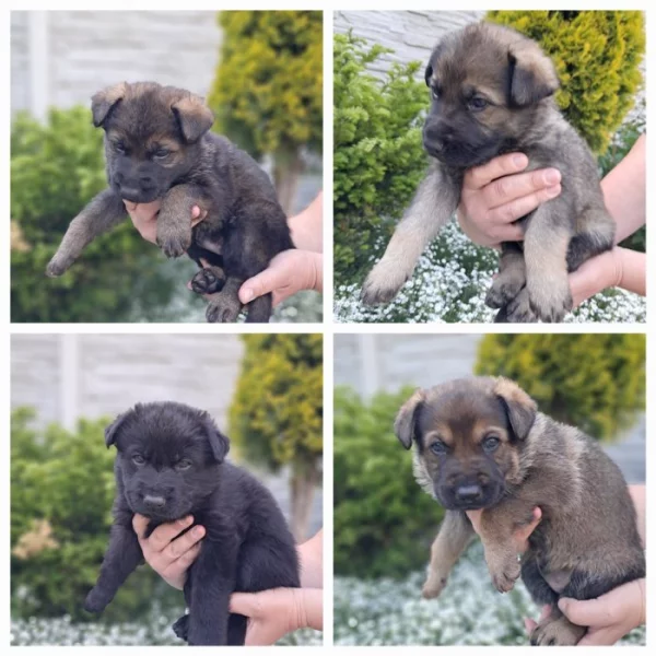 Německý ovčák štěňata