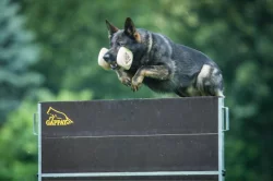 Německý ovčák štěňata