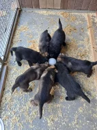 Německý ovčák štěňata