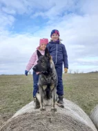 Německý ovčák štěňata