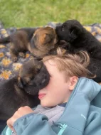 Německý ovčák štěňata