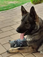 Německý ovčák štěňata