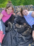 Německý ovčák štěňata