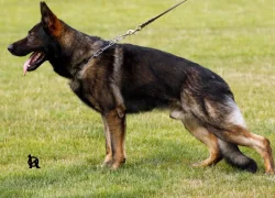 Německý ovčák štěňata