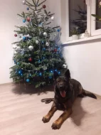 Německý ovčák štěňata