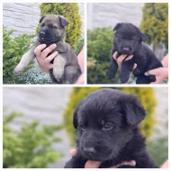 Německý ovčák štěňata