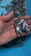 Hrouzek, hořavka