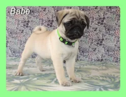 Mops s PP.