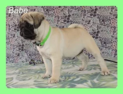 Mops s PP.