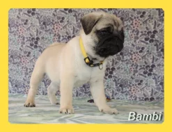 Mops s PP.