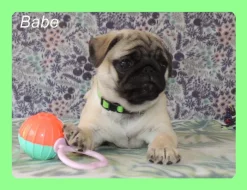 Mops s PP.