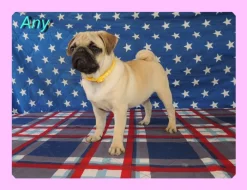 Mops s PP.