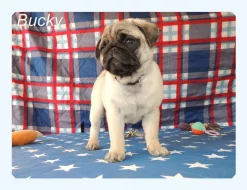 Mops s PP.