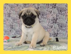Mops s PP.