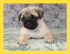 Mops s PP.