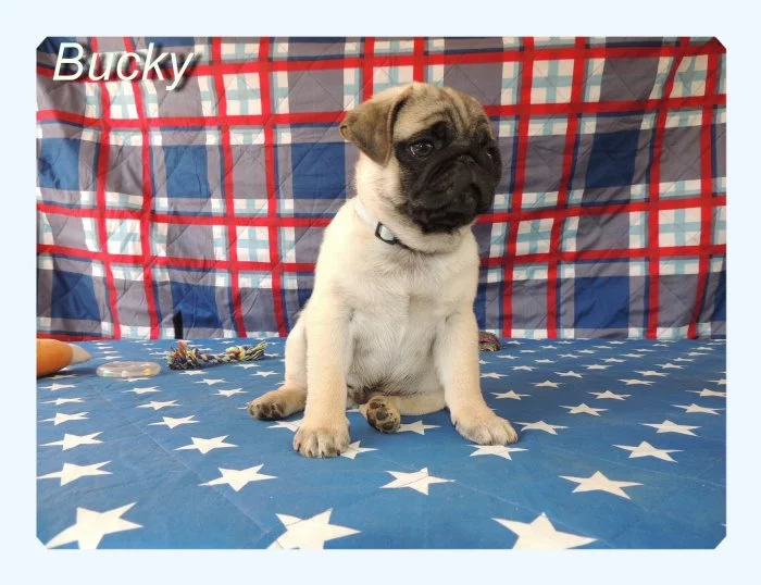 Mops s PP.