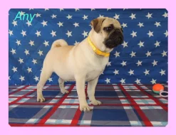 Mops s PP.