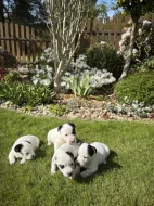 Jack Russel