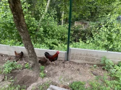 Prodám kohouta velsumky zdrobnělé