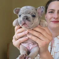 adorable Frenchie puppies for sale