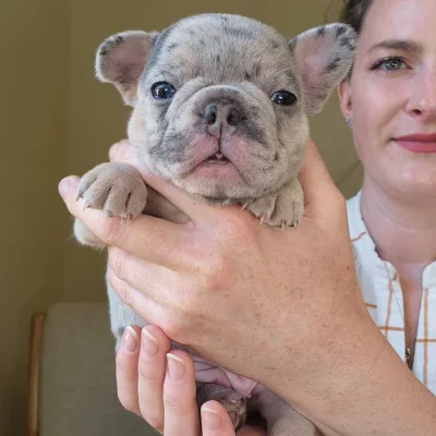 adorable Frenchie puppies for sale