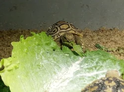 Želva pardálí ( stigmochelys pardalis babcocki )