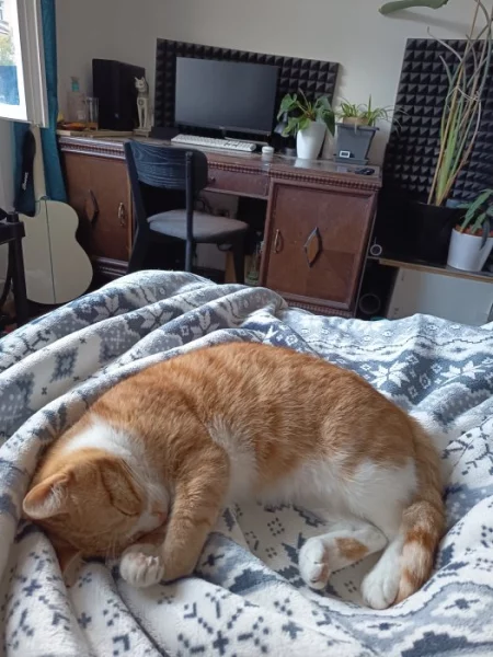 Zrzavá s bílou kresbou, 2 roky, byt