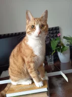 Zrzavá s bílou kresbou, 2 roky, byt