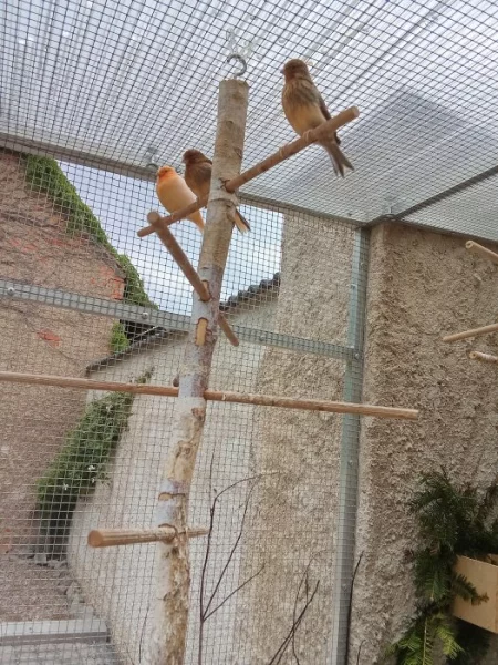 Kanár -letošní mláďata