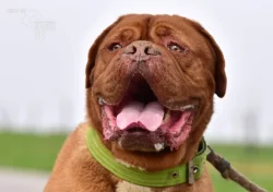 Darujeme odebraného psa bordeauxské dogy