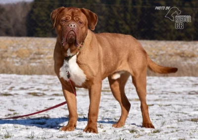 Darujeme odebraného psa bordeauxské dogy