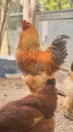 Prodám pár Brahamanek kohout slepička