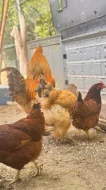 Prodám pár Brahamanek kohout slepička