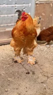 Prodám pár Brahamanek kohout slepička