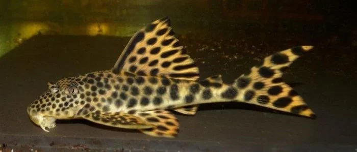 Peckoltia Sabaje, L075, L124