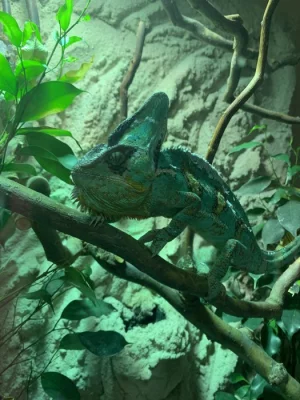 Prodám Jemenského chameleona s teráriem