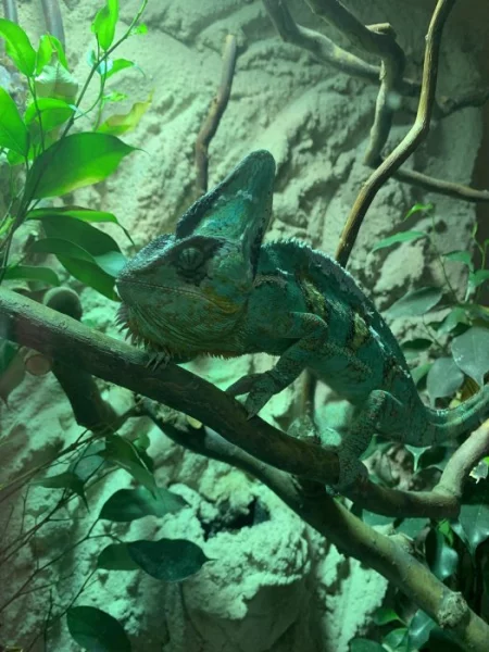 Prodám Jemenského chameleona s teráriem
