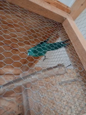Kakariki