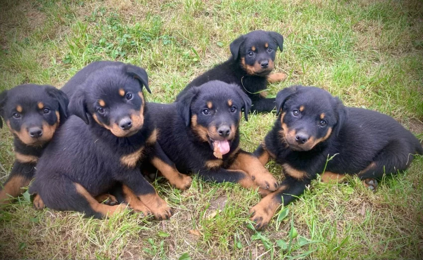 Rotvajler štěňata