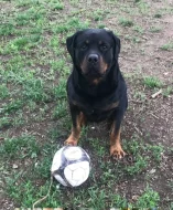 Rotvajler štěňata