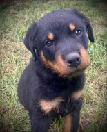 Rotvajler štěňata