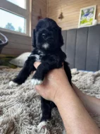 Portugalský vodní pes -štěňátka