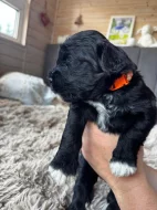 Portugalský vodní pes -štěňátka