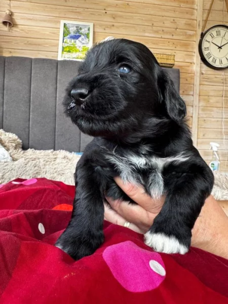 Portugalský vodní pes -štěňátka